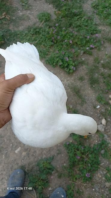 zoo mağaza sumqayıt: Kalduk ördək cavan damazlıq cutu 80m Bart er yoxdu çatdırmaq olar — 1