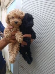 pudel sahblendrlir: Пудель — 5