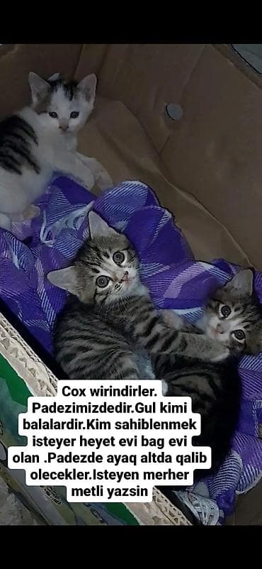 pişik oyuncaq: Yaxşı əllərə — 1