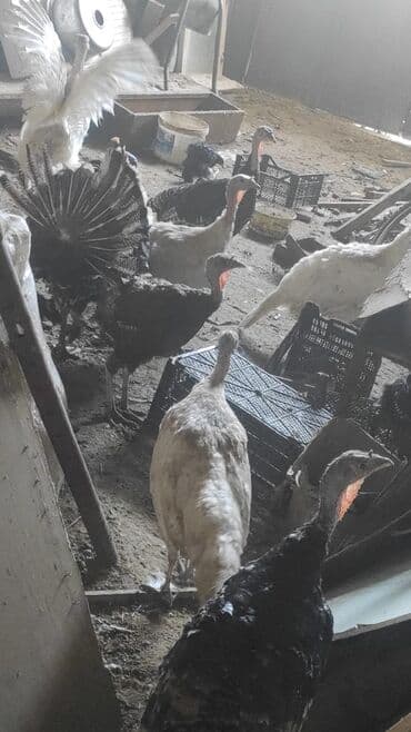 fərələr: Dişi, Kanada, Damazlıq, Ünvandan götürmə — 8