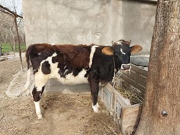 Dana, buzov, Dişi, Holsteyn, ay: 2, Damazlıq, Ünvandan götürmə