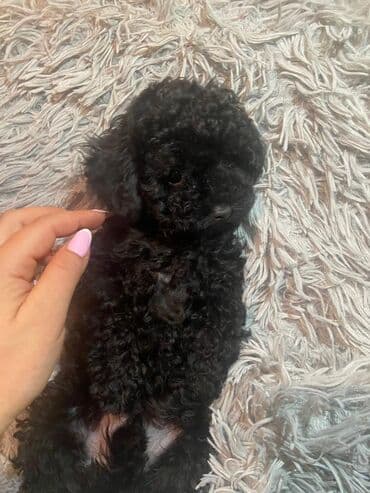 pudel itləri: Pudel — 4