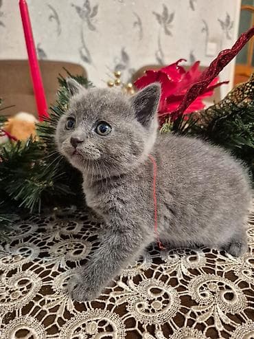 pişim: Yaxşı əllərə — 4