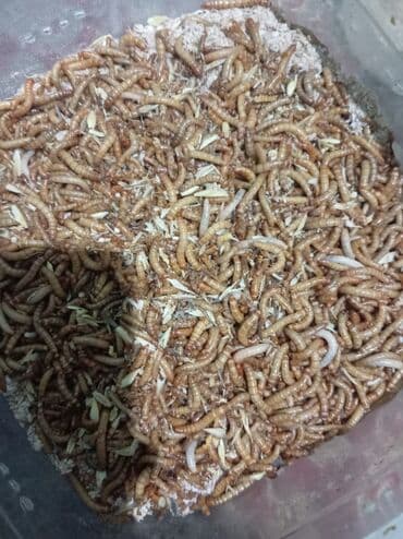 Digər heyvanlar: Un Qurdu canlı yem qış mövsümündə heyvanlar və quşlar üçün əla — 1