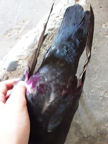 mor rəng: Qara rəngli bəzək göyərçini ERKƏK ENDİRİM VAR - Növ: bəzək məqsədli — 10