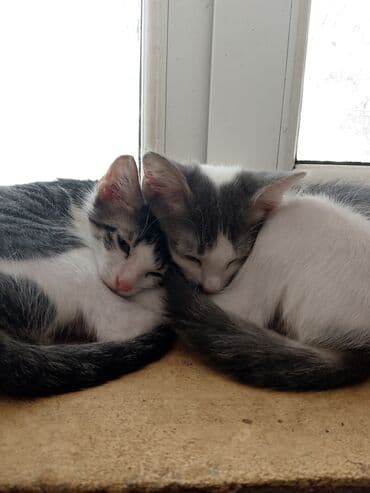 кошки в добрые руки: Yaxşı əllərə — 1