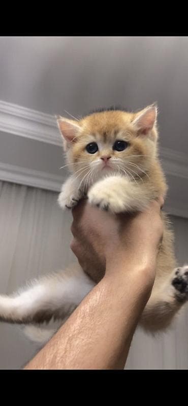 pisik satanlar: Şinşilla, Dişi — 1