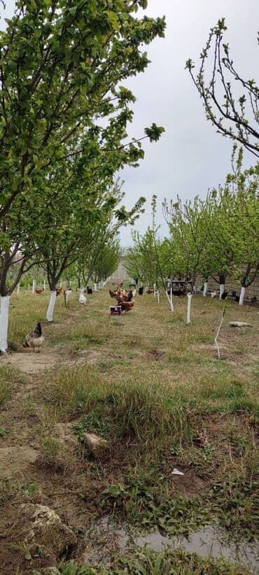 türkanda torpaq: 15 sot, Tikinti, Makler, Bələdiyyə, Kupça (Çıxarış) — 3