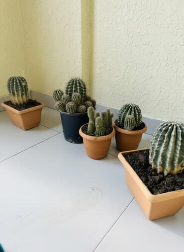 kaktüs gülü: Qara qabda olan 15 azn digərləri 12 azn -5 ədəd müxtəlif növ kaktus - — 1