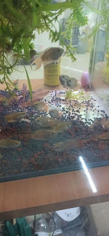 akvarium balıqları haqqında məlumat: Sülhsevər — 4