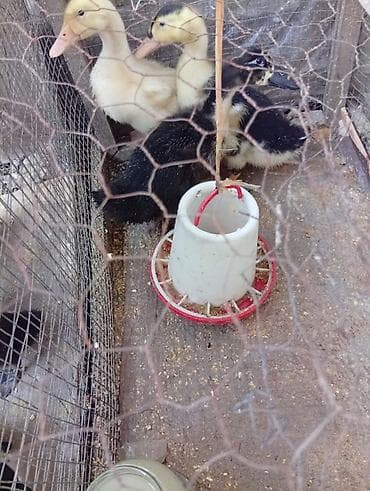 Kayuqa pinqivin kuban pekin