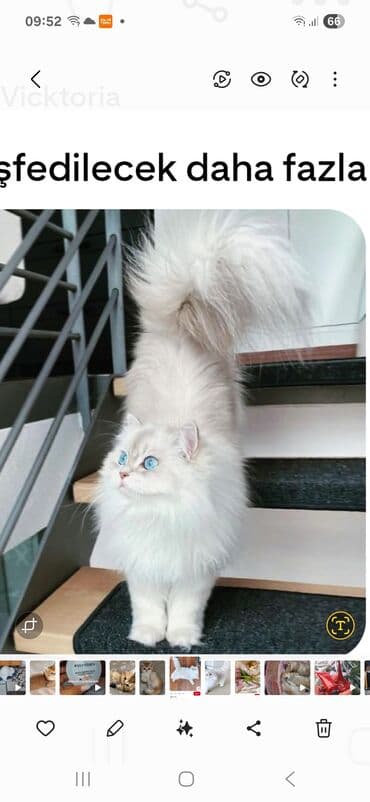 Şinşilla, Erkək, Cütləşmə üçün lalafo.az -da Şinşilla, Erkək, Cütləşmə üçün