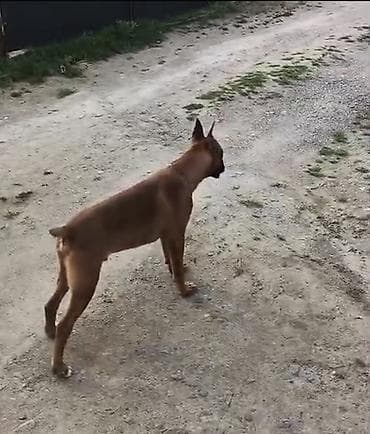 it qovan cihaz: Bokser — 10