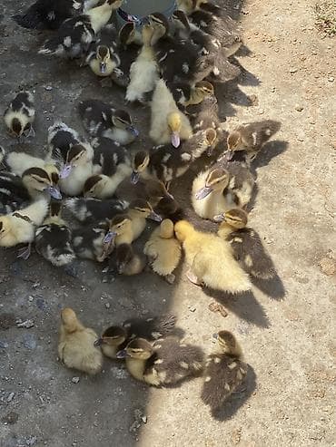 sevgi qusu: Lal ördek 63 edet var 15 günlüde var 10 de var ve qarişiqdi içinde — 2