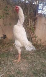 etibarlı ələrə verilir: Alman O Shamo 3 İllik Xoruz.Damazlıq Kimi Satıram.BARTER YOXDUR.Çəkisi — 2