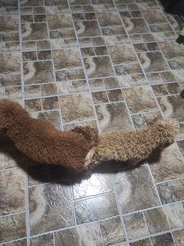 it şəkilləri: Pudel, Peyvəndli — 5