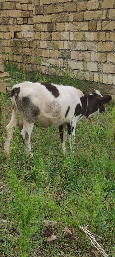 simmental ineklerin satisi: Теленок, Самка, Simental, месяцев: 2, 120 кг, Для молока, Самовывоз — 4