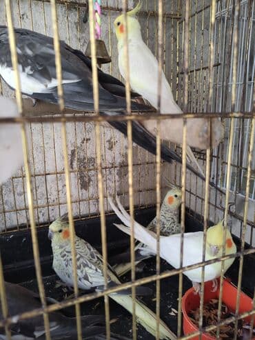 heyvanlara verilən xüsusi adlar: Biri 50 Azn korella yalniz zəng Nərgiz tutuquşuları, həm məişət, həm — 1