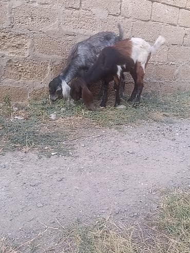 Salam Hələb keçiləri satılır tək tək 350 manat cütü 650 manat Boz