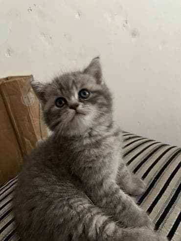 Tabbi — 4