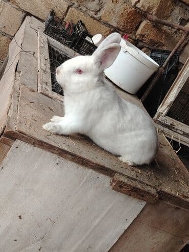 dovşan yuvasi: Balası 1 ri 40m olacaq azərbaycanda hrc kimdə bu xett dovşan yoxdur — 1