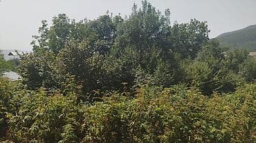 mida evlər: Ismayilli rayon Diyallı kəndində torpağ sahəsi satılır sənədi çıxarış — 4