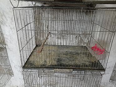 hind quşu: Islenmis qefesler satirlir yaxsi vezyetdediler sokulmuyen qefeslerdi — 1