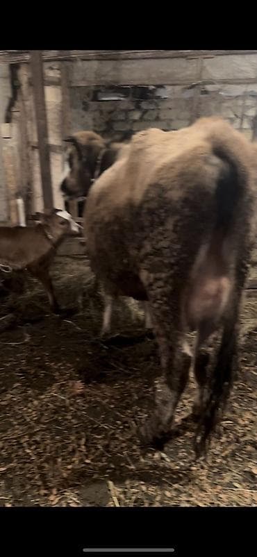 Gəmiricilər: Salam. 6 cı qaron dişi bala quru otnan 9 L sud verır saglam heyvandı — 1