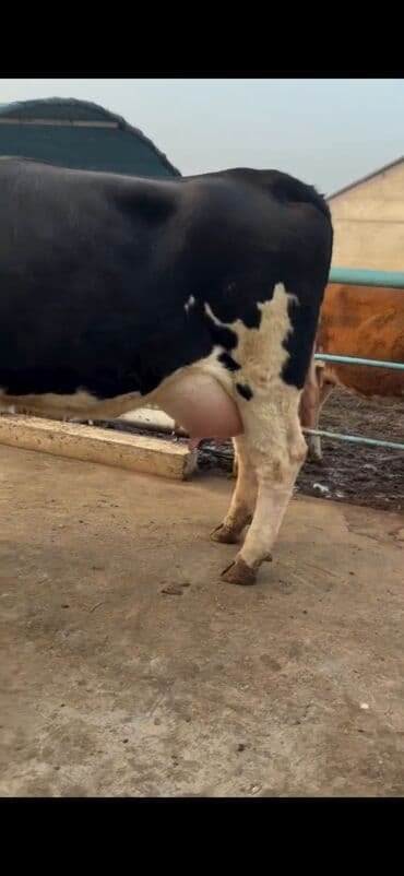 Heyvanlar üçün mallar: Südlük inək və buzov dəsti - Cins: Holşteyn tipli, xallı (qara‑ağ) — 7