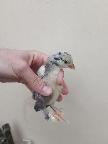 Heyvanlar üçün mallar: Toyuq cücələri, Damazlıq — 2