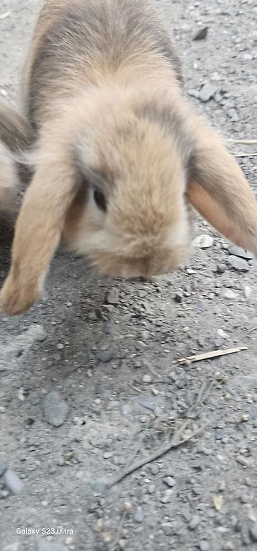 mini poodle: Mini lop dovşanları satılır bir cütü 75 m 1 dişi 1 erkekdi 2 sin alana — 4