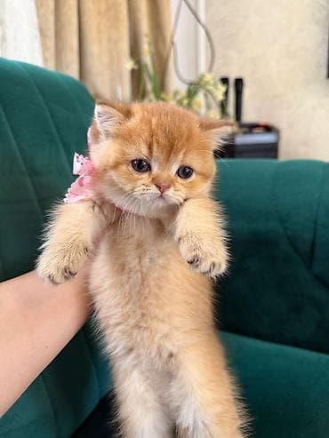 tuklu pişik: Şotland — 1