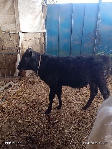 mal heyvan: Satılıq erkək buzovlar - Növ: yerli ətlik tipli buzovlar (2 ədəd) - — 5