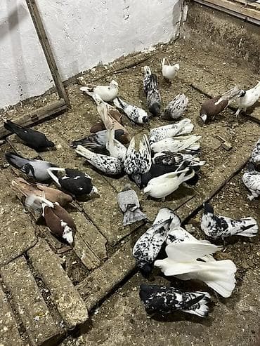 afçarka satışı: Kom ve tektek heyvanların satışı ebreşder var qarabaşdar var — 1