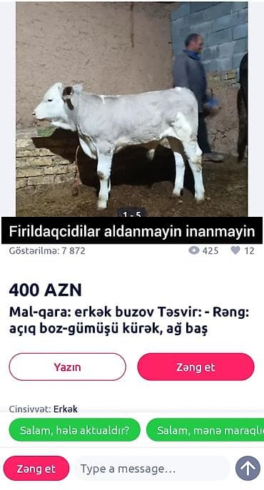 Atlar: Mal-qarа: erkək buzov Rəng və görünüş: - Açıq boz–gümüşü kürək - Ağ — 1
