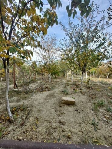 saray mtk satis qiymetleri 2022: Saray 5 otaqlı, 240 kv. m, Kredit yoxdur, Yeni təmirli — 25