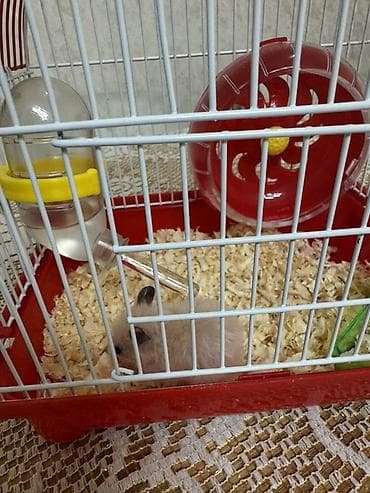 Hamster üçün tam dəst qəfəs - Kompakt ölçülü, qırmızı altlıqlı və ağ lalafo.az -da Hamster üçün tam dəst qəfəs - Kompakt ölçülü, qırmızı altlıqlı və ağ