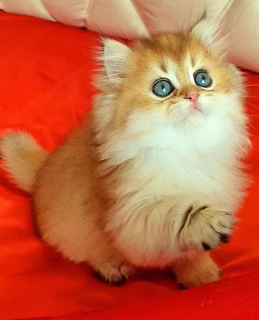 gence heyvanlar: Erkək, Ünvandan götürmə — 3