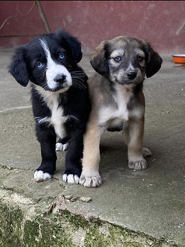 qumru quşu rusca: Koker spaniyel, 2 ay, Dişi, Peyvəndli, Ödənişli çatdırılma — 1