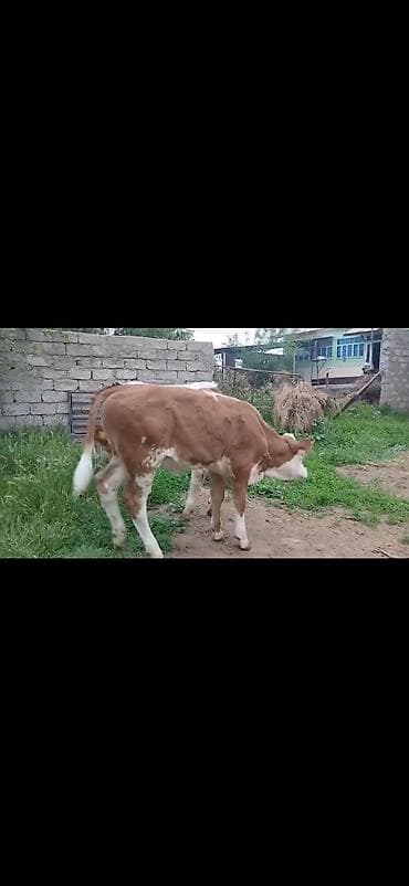 simental erkek dana: Satışda: simmental tipli erkək buzovlar - Rəng: ağ-qəhvəyi ləkəli - — 5