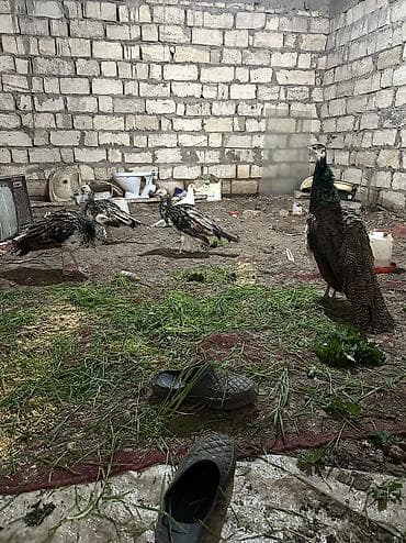 bildircin satışı: Məhsul: Tovuz quşları qaraqanad ve hindistan Təsvir: Quşlar 9,10,11 — 4