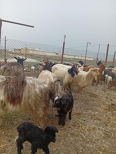 bala pişik ucuz: Qoyun-keçi təsərrüfatı üçün ana keçi sürüsü - Cins: yerli dağ/bozkeçi — 3