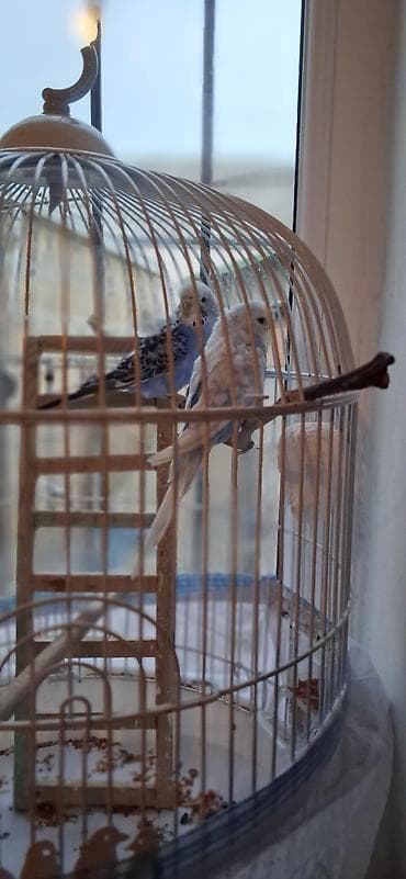 Digər heyvanlar: Qafes və bəzəkli dalğıç papağanları (2 ədəd) – tam dəst Məhsul — 2