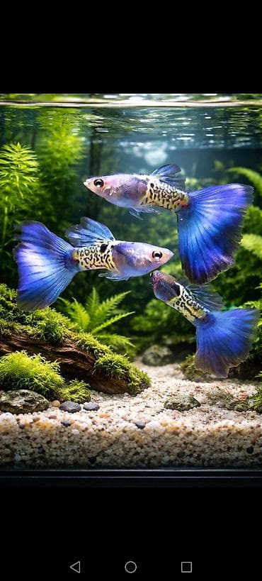 bala pitbul: Quppi, Sülhsevər — 1