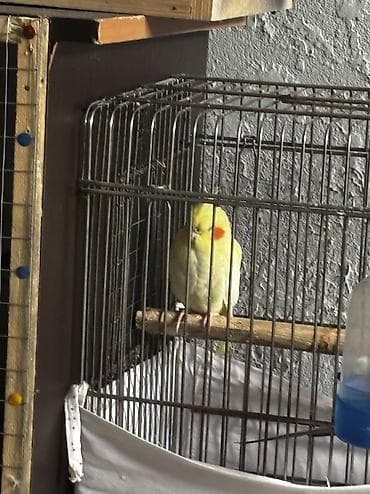 su qabi satisi: Dişidi baladı 3 aya yaxındır Yetişkin dişi karella ile barter olunur — 2