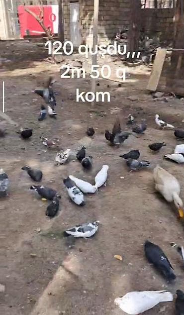 Голуби: 120 ədəd ev göyərçini dəsti - Say: 120 quş - Rənglər: ağ, qara, boz — 2