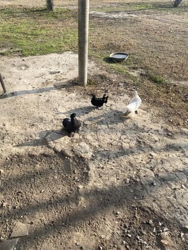 Heyvanlar üçün mallar: ÜNVAN ŞEKİ 3çü bir yerde o qiymete Barterde var fere toyuqla Məhsul — 4