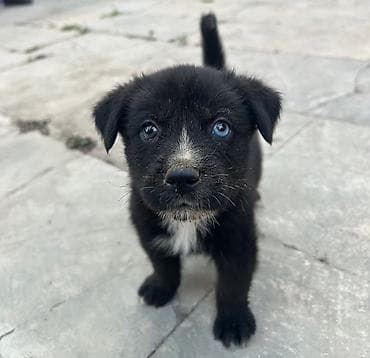 Kane korse balası 1 ay 15 günlükdü həyətdə baxa bilmirəm deyə satıram