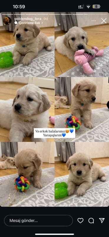 it bazari 2019: Retriever, 1 ay — 3