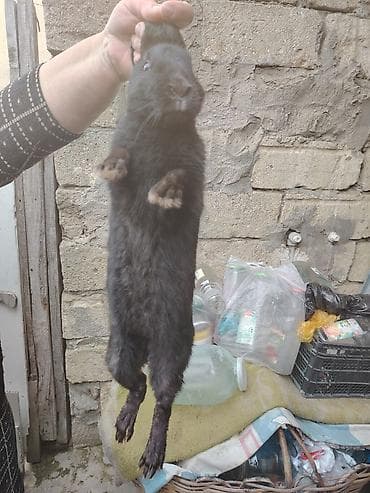 Qara dovşan – yerli fərdi təsərrüfatdan - Rəng: tam qara (şabalıd alt